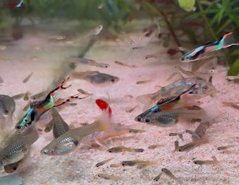 Pesci endler acquario