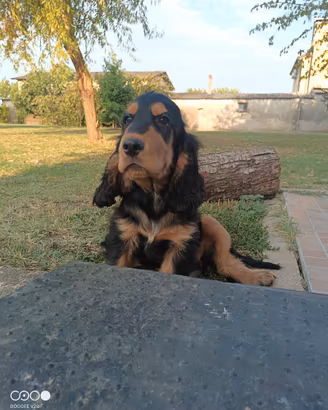 Cuccioli Cocker Spaniel Inglese