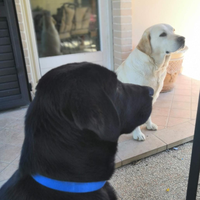 Labrador Nero per Accoppiamento