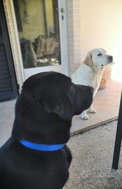 Labrador Nero per Accoppiamento