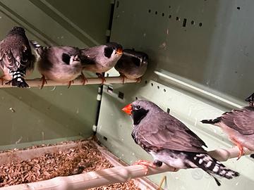 Diamante mandarino guancia nera combo