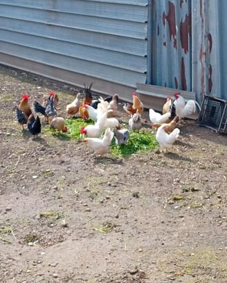 Galline foggia