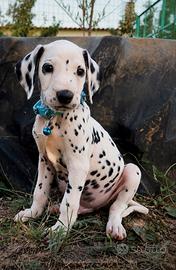 Maschietto dalmata