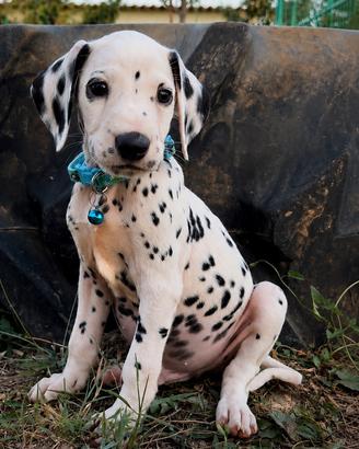 Maschietto dalmata