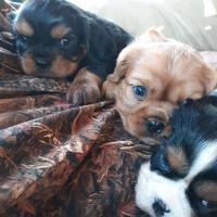 Cuccioli cavalier king originali
