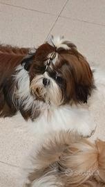 Cuccioli shih-tzu