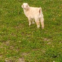 Capre cashmere nate a febbraio, maschi e femmine