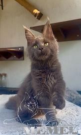 Maine Coon maschio