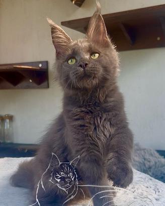 Maine Coon maschio