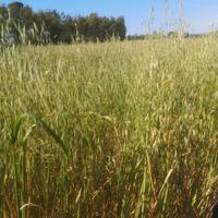 ballette avena