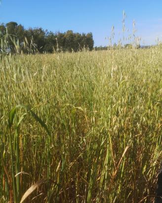 ballette avena