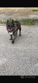 bulldog francese