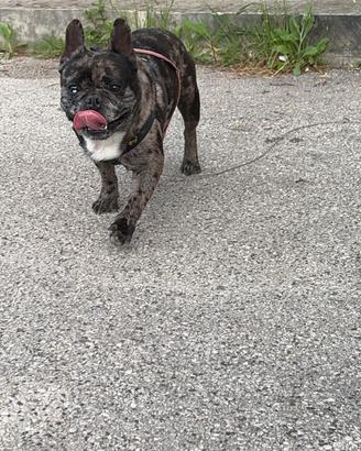 bulldog francese