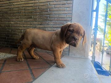 Dogue de Bordeaux Pedigree Enci maschi