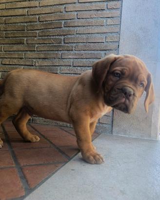 Dogue de Bordeaux Pedigree Enci maschi