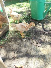 Pulcini gallina ovaiola