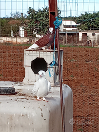 Colombi Coppia incrocio