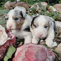 Pastore australiano con pedigree Enci