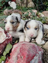 Pastore australiano con pedigree Enci