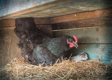 Galline Australorp, Orgpinton
