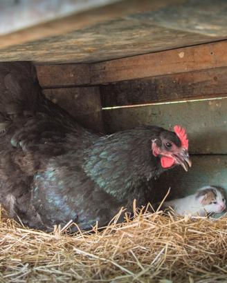 Galline Australorp, Orgpinton