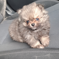 Spitz Femminuccia disponibile