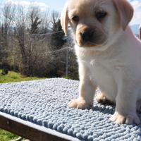 Labrador cuccioli