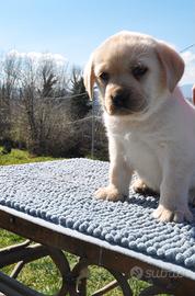 Labrador cuccioli