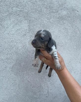 cucciole di bassotto 