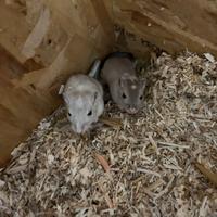 Gerbilli femmine 1 mese e mezzo