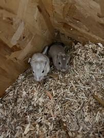 Gerbilli femmine 1 mese e mezzo