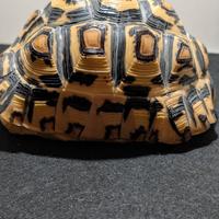 Stygmochelis Pardalis