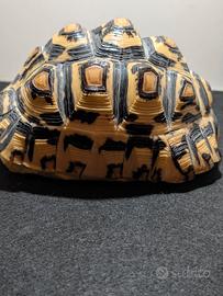 Stygmochelis Pardalis