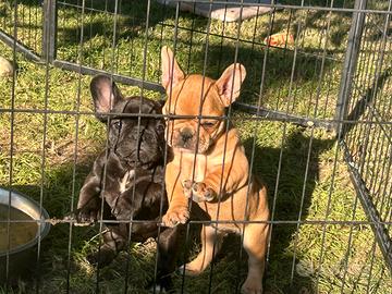 Bulldog francese