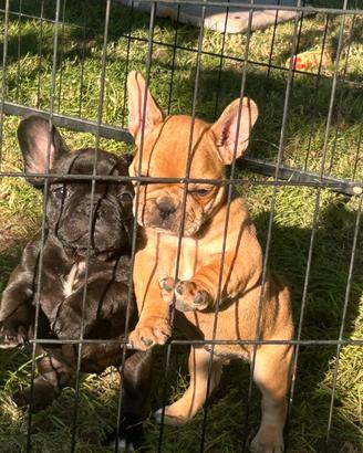 Bulldog francese