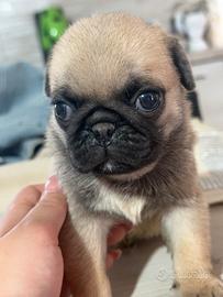 Carlino