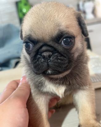 Carlino