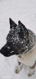 Akita americano per accoppiamento