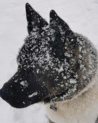 Akita americano per accoppiamento