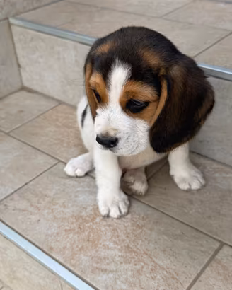 Cuciollo beagle tricolore