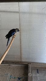 Uccelli