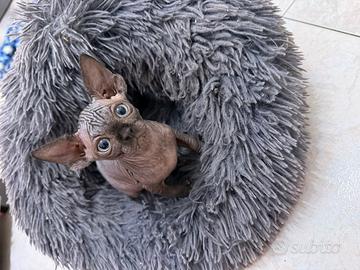 Cuccioli Sphynx