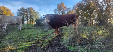 Toro da riproduzione alta genealogia