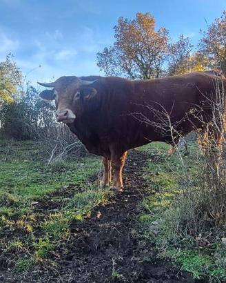 Toro da riproduzione alta genealogia