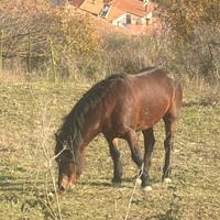 Stallone 4 anni