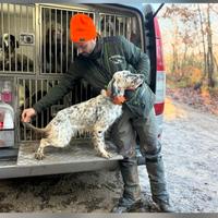 Si cedono setter inglesi pronta caccia