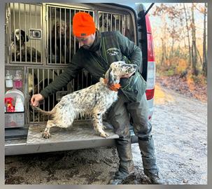 Si cedono setter inglesi pronta caccia