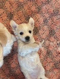 Cuccioli incrocio maltese