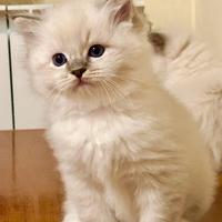 Ragdoll cuccioli