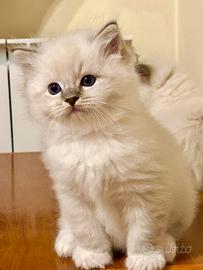 Ragdoll cuccioli